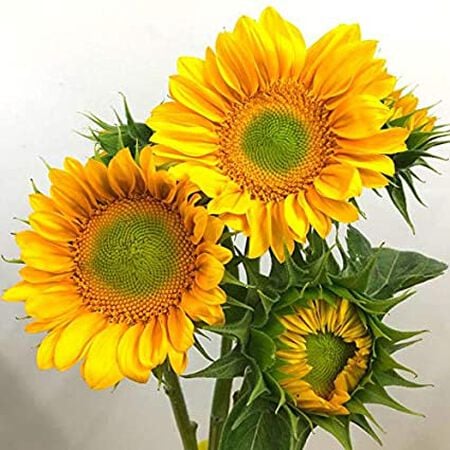 ProCut Gold Lite DMR, (F1) Sunflower Seeds - Packet image number null